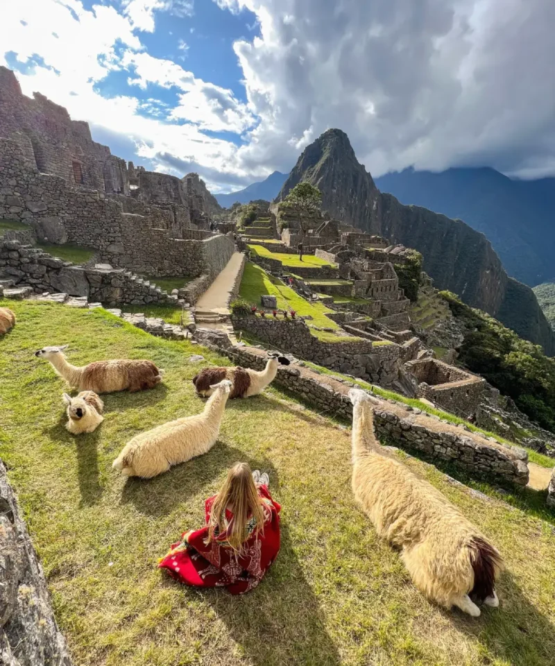 machu-picchu-alpacas